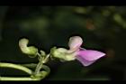四季豆-紅花05.JPG
