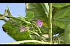 四季豆-紅花18.JPG