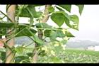 四季豆-花-白花03.JPG