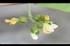 四季豆-花-白花23.jpg