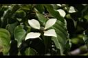 四照花-花06.JPG