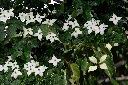 四照花-花1.jpg