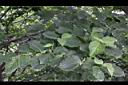 四照花-葉00.JPG