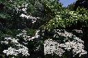 四照花1.jpg
