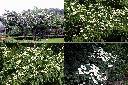 四照花2.jpg