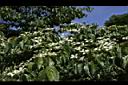 四照花60.JPG