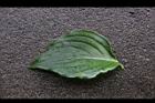 四照花-葉正07.JPG