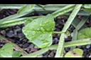 四稜粉藤-葉正0.JPG