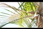非洲椰子-花序04.JPG