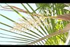 非洲椰子-花序08.JPG