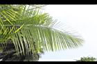 非洲椰子-葉12.JPG
