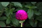 千日紅-花16.jpg