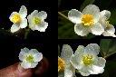 圓果秋海棠-花.jpg