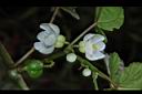 圓果秋海棠-花03.JPG