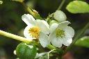 圓果秋海棠-花06.JPG
