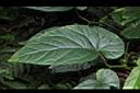 圓果秋海棠-葉04.JPG