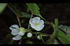 圓果秋海棠-花02.JPG
