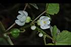 圓果秋海棠-花04.JPG