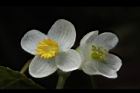 圓果秋海棠-花10.JPG