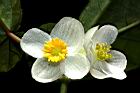 圓果秋海棠-花14.JPG