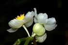 圓果秋海棠-花17.JPG