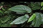 圓果秋海棠-葉01.JPG