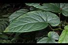 圓果秋海棠-葉05.JPG