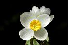 圓果秋海棠-雄花03.JPG