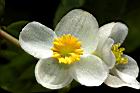 圓果秋海棠-雄花05.JPG