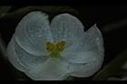 圓果秋海棠-雌花04.JPG