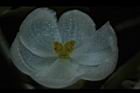 圓果秋海棠-雌花06.JPG