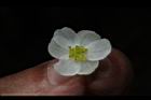 圓果秋海棠-雌花09.JPG