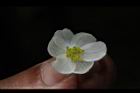 圓果秋海棠-雌花11.JPG
