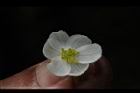 圓果秋海棠-雌花13.JPG