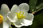 圓果秋海棠-雌花16.jpg