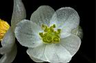 圓果秋海棠-雌花18.JPG