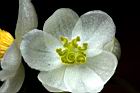 圓果秋海棠-雌花19.JPG