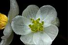 圓果秋海棠-雌花20.JPG