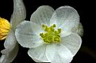 圓果秋海棠-雌花21.JPG