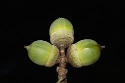 圓果青剛櫟-實20.JPG