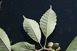 圓果青剛櫟-葉背00.jpg