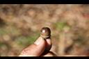 圓果青剛櫟-實42.jpg
