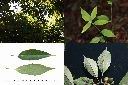 圓果青剛櫟-葉1.jpg