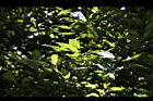 圓果青剛櫟-葉06.jpg