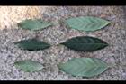 圓果青剛櫟-葉13.jpg