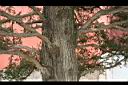 圓柏-莖1.JPG