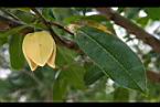 圓滑番荔枝-花01.jpg