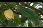 圓滑番荔枝-花03.jpg