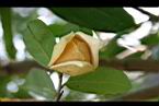 圓滑番荔枝-花04.jpg