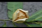 圓滑番荔枝-花1.jpg